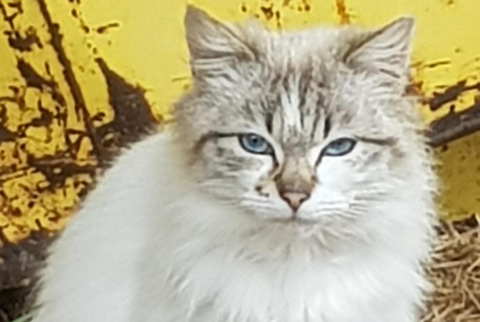 Discovery alert Cat Unknown Azay-le-Brûlé France