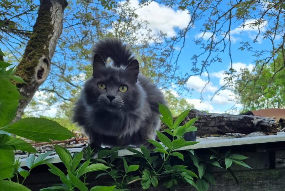 Fundmeldung Katze rassenmischung Weiblich Vouillé Frankreich Fundmeldung Katze rassenmischung Weiblich Vouillé Frankreich