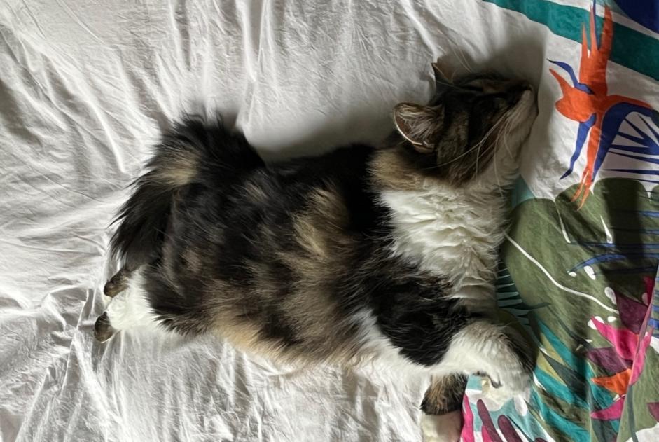 Vermisstmeldung Katze Weiblich , 3 jahre Niort Frankreich