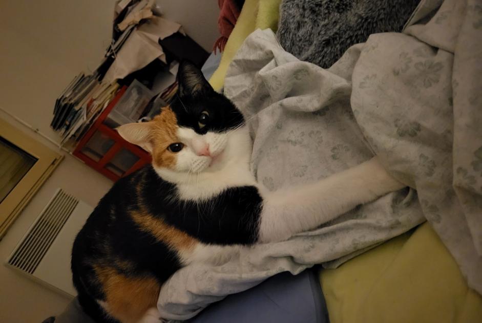 Vermisstmeldung Katze  Weiblich , 4 jahre Épannes Frankreich