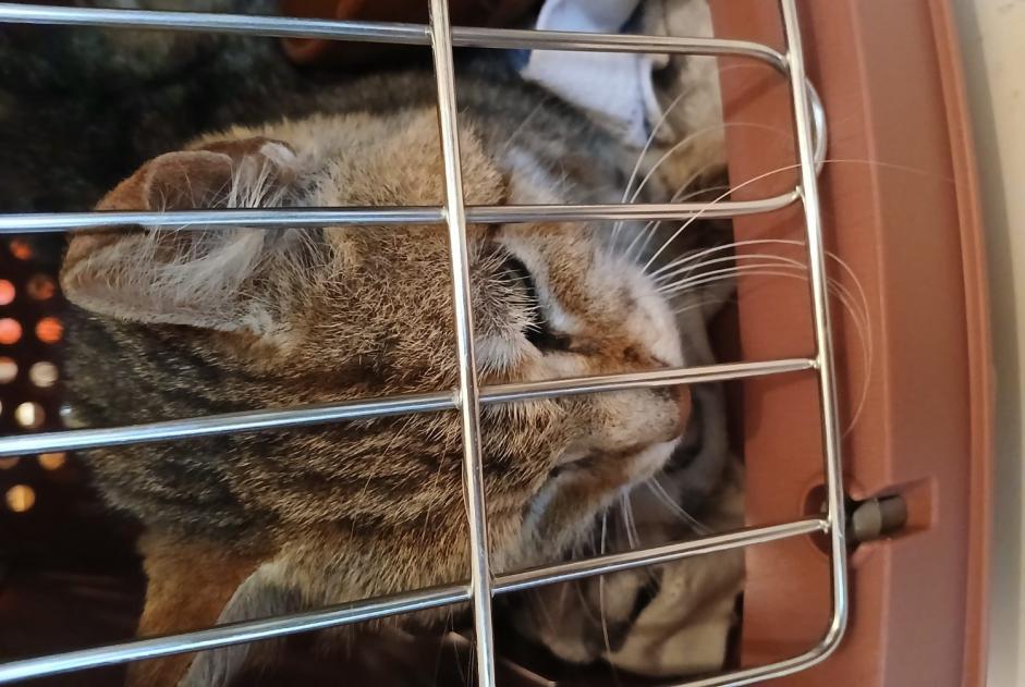 Fundmeldung Katze Unbekannt , 8 Jahre Marigny Frankreich
