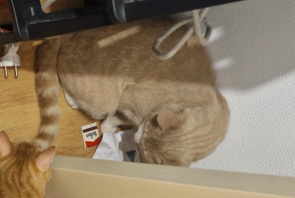 Fundmeldung Katze Männliche Saint-Maixent-l'École Frankreich