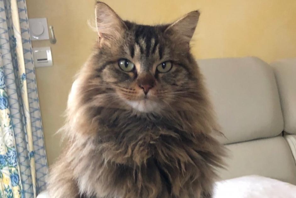 Disappearance alert Cat miscegenation  Male , 6 years La Crèche France