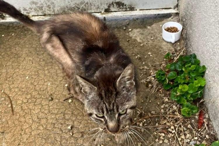 Discovery alert Cat Male Beauvoir-sur-Niort France