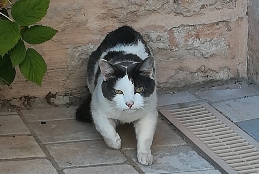 Discovery alert Cat Unknown Niort France