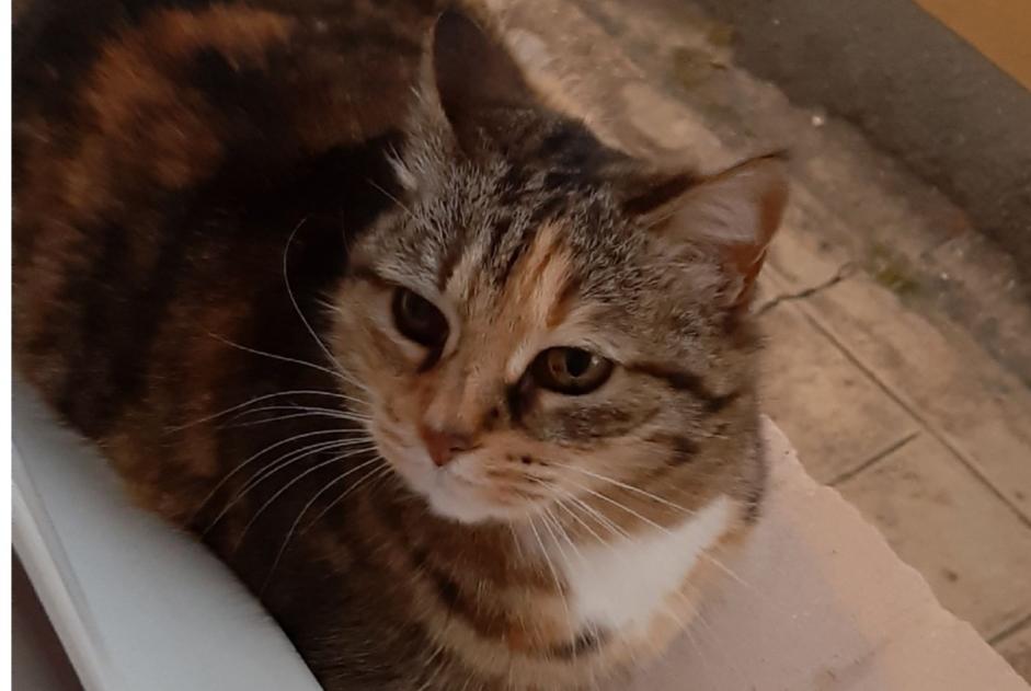 Disappearance alert Cat  Female , 17 years Niort France