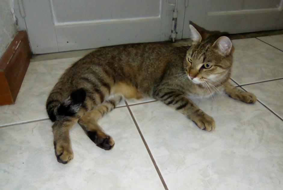 Disappearance alert Cat Male , 1 years Niort France