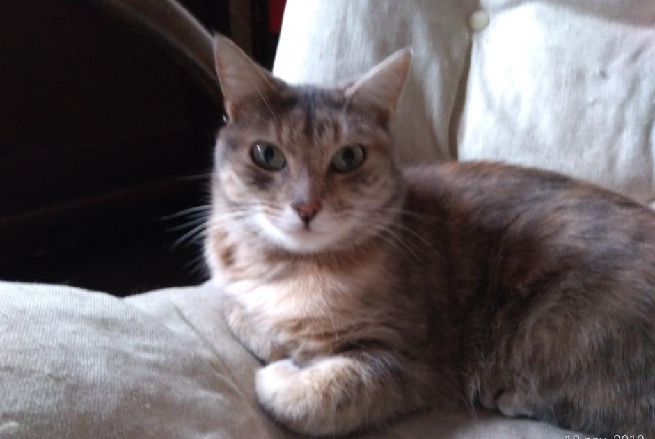 Disappearance alert Cat miscegenation  Female , 7 years Frontenay-Rohan-Rohan France