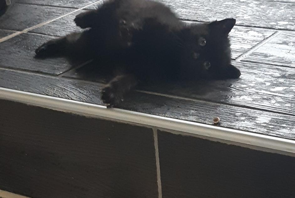 Discovery alert Cat   Unknown Bessines France