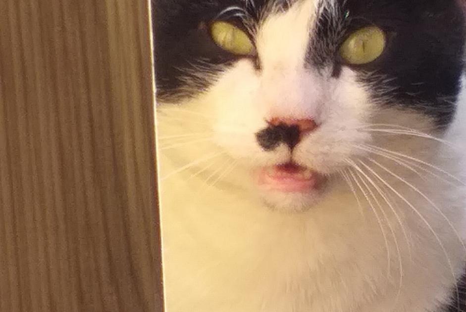 Discovery alert Cat Unknown , 5 years Niort France