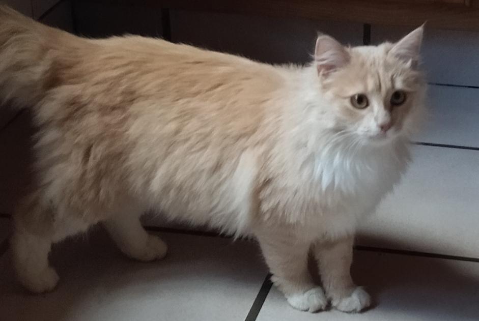 Discovery alert Cat Female Auge France
