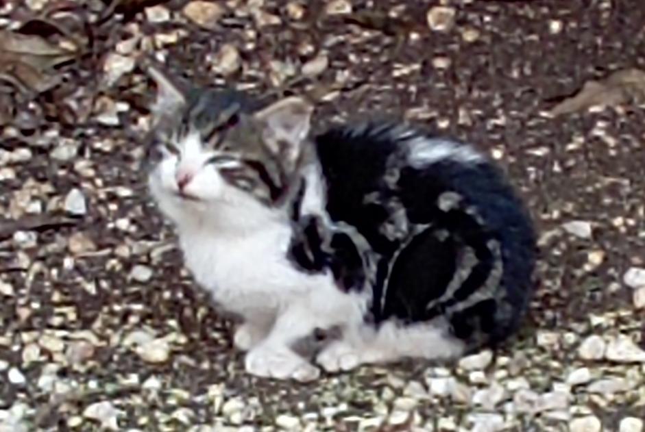 Discovery alert Cat Unknown Magné France