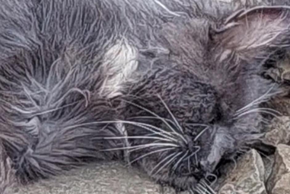 Discovery alert Cat Male Nanteuil France Discovery alert Cat Male Nanteuil France