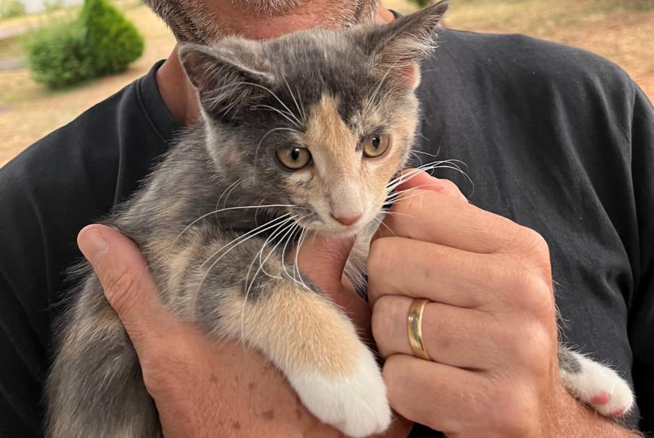 Discovery alert Cat Female Vouillé France Discovery alert Cat Female Vouillé France