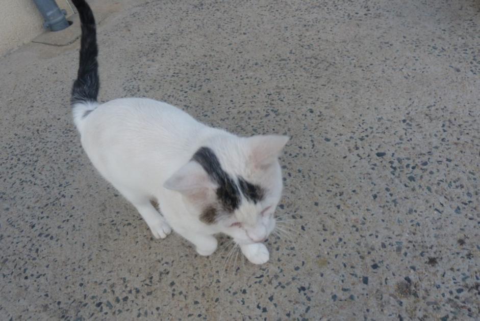 Discovery alert Cat  Male Parthenay France