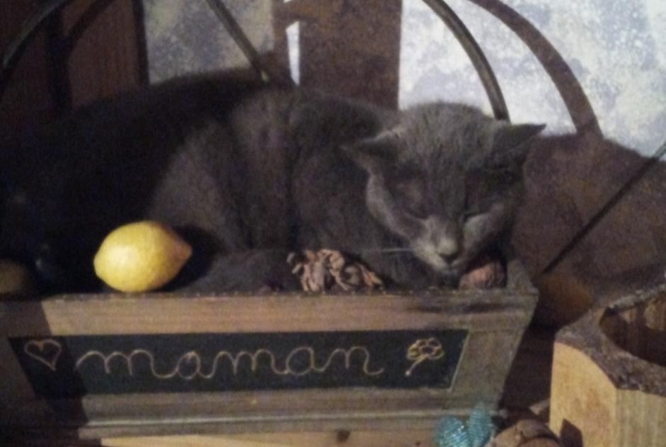 Alerta de Desaparición Gato  Macho , 11 años Prin-Deyrançon Francia