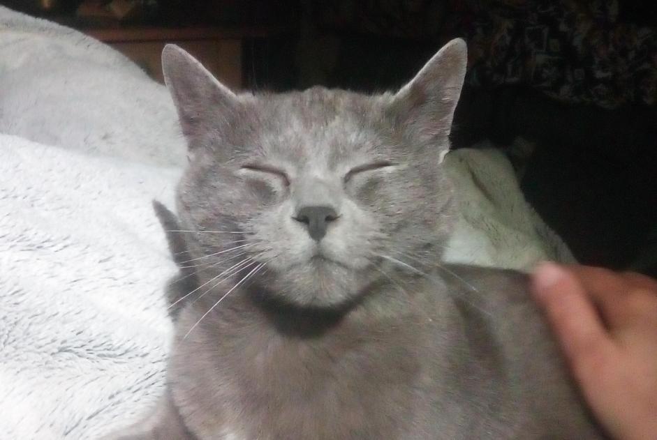 Alerte Découverte Chat Femelle Vausseroux France