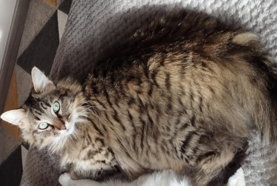 Alerte Disparition Chat croisement  Mâle , 4 ans Niort France