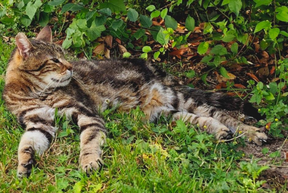 Alerte Disparition Chat Mâle , 12 ans Frontenay-Rohan-Rohan France Alerte Disparition Chat Mâle , 12 ans Frontenay-Rohan-Rohan France
