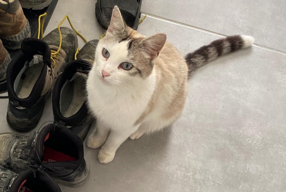 Alerte Disparition Chat Mâle , 7 ans Airvault France