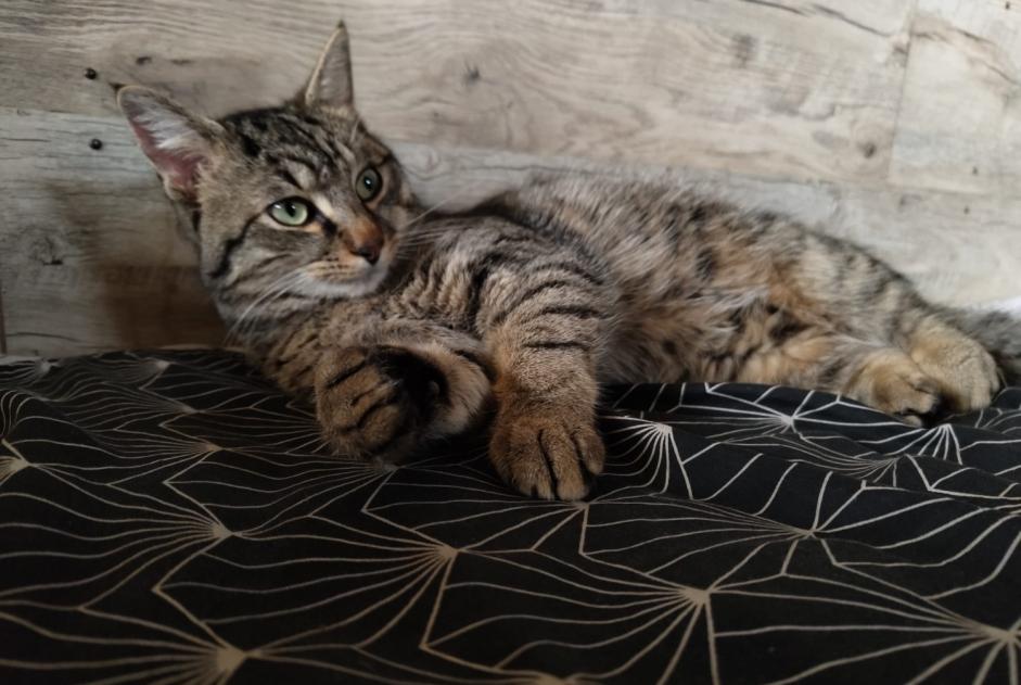 Alerte Disparition Chat  Mâle , 2026 ans Sainte-Eanne France