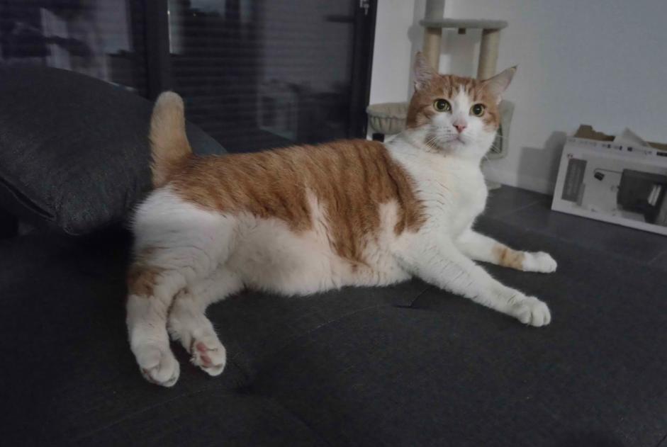 Alerte Disparition Chat Mâle , 7 ans Thénezay France