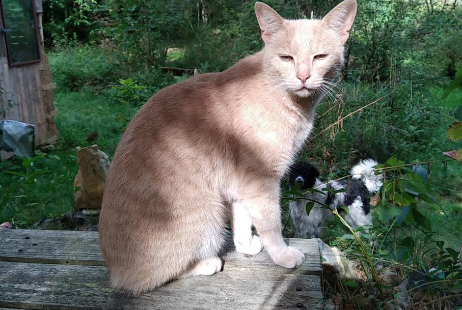 Avviso scomparsa Gatto incrocio di razze  Maschio , 5 anni Beaulieu-Sous-Parthenay Francia