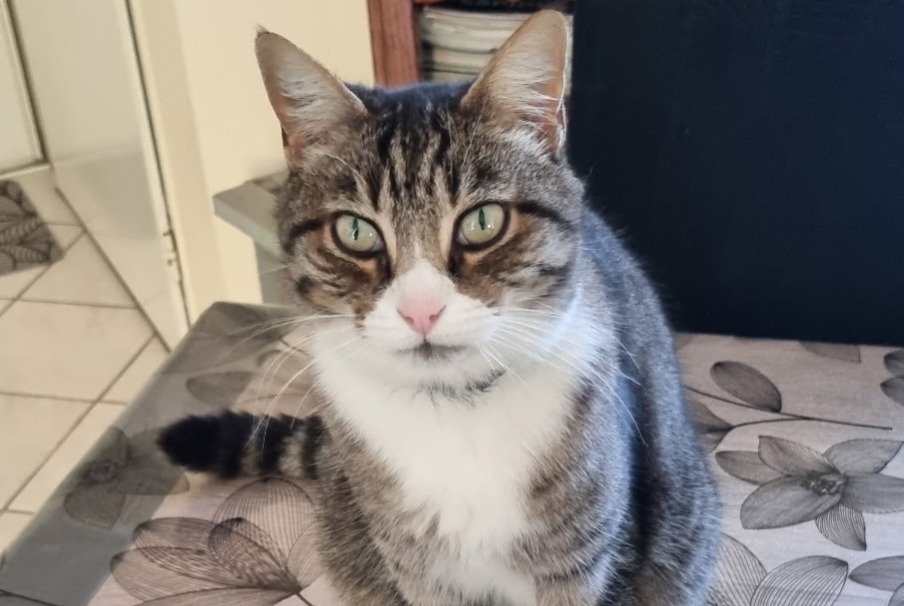 Avviso scomparsa Gatto Maschio , 9 anni Chauray Francia
